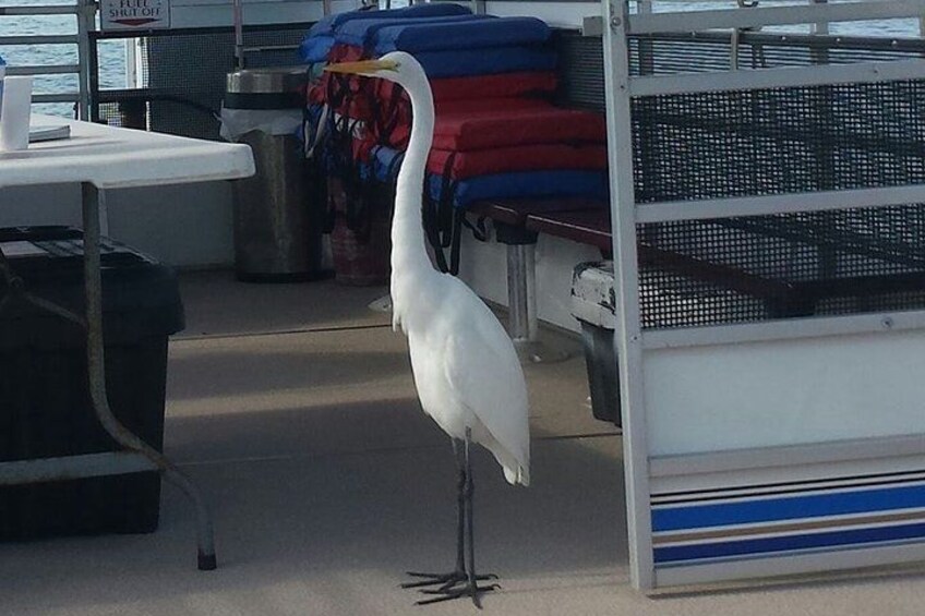 A white bird standing on a boat deck. 4