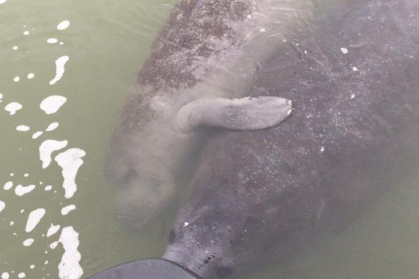 A large mammal, possibly a whale, partially submerged in water with a visible blowhole. 2