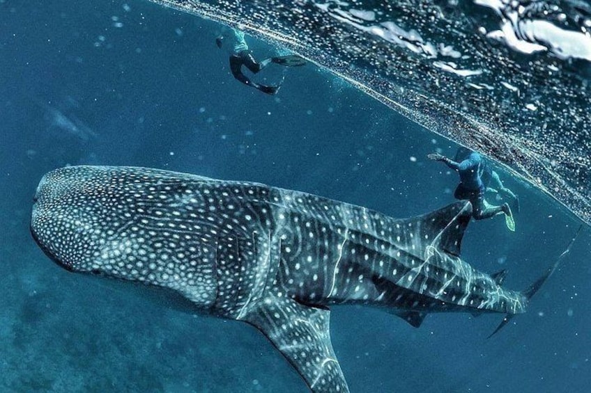 Discover South Ari Atoll - Full Day Tour from Male city 2