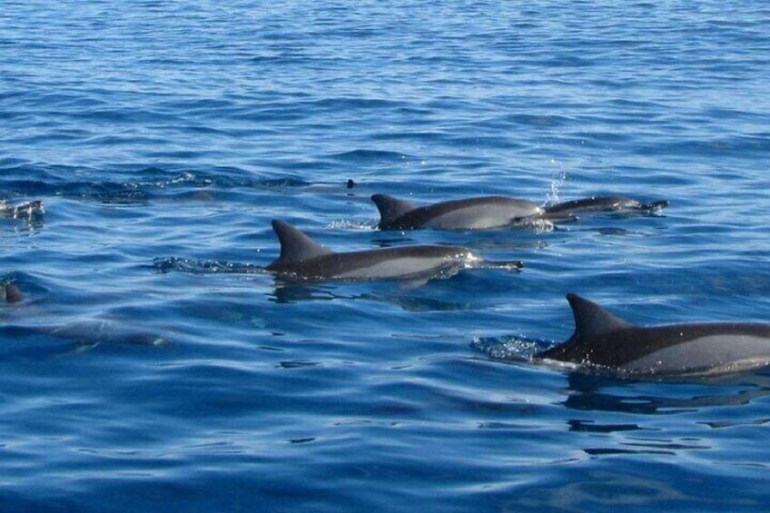 Dolphins Swim and Ile Aux Bénitiers in Mauritius