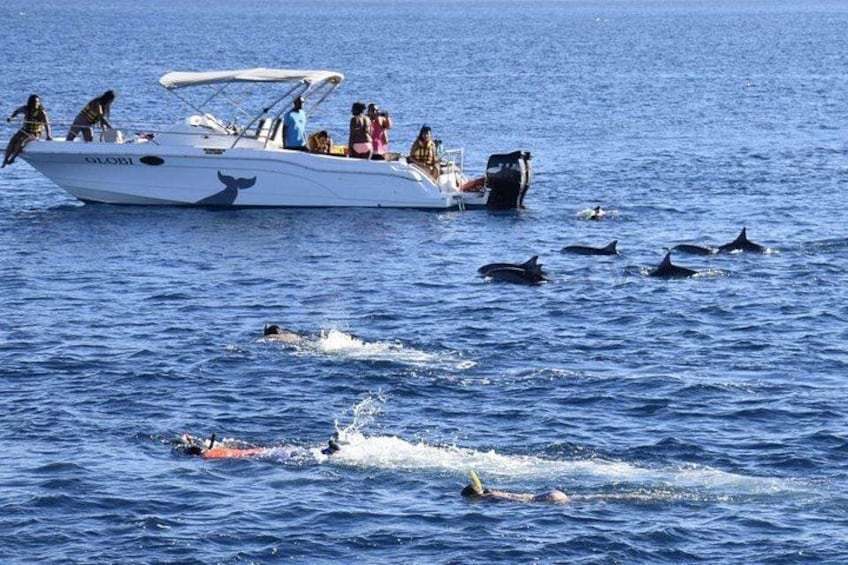 Mauritius : Dolphins Swim and Ile Aux Bénitiers with BBQ 2