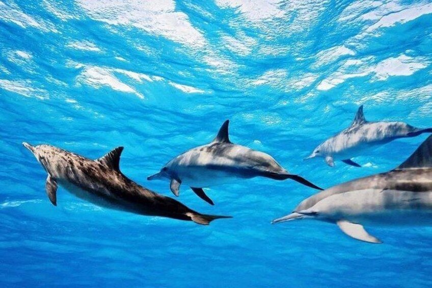 Delfini che nuotano in acque cristalline blu. 5