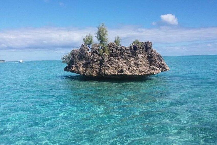 Mauritius : Dolphins Swim and Ile Aux Bénitiers with BBQ 1