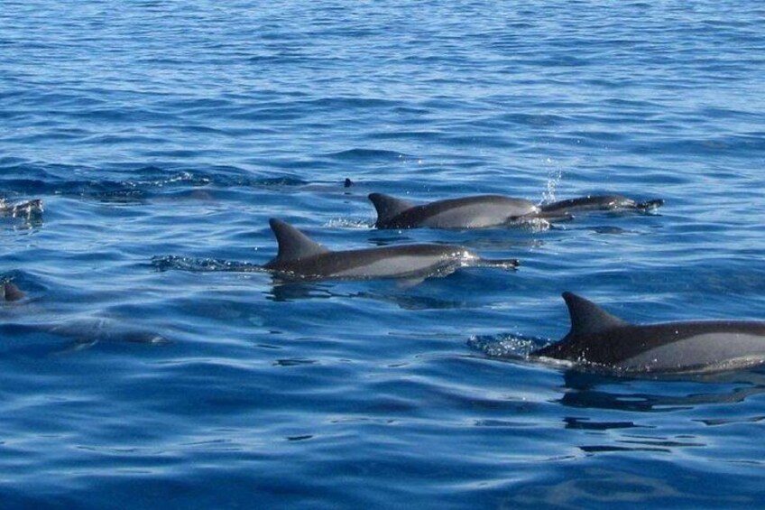 Delfini che nuotano nell'oceano. 2