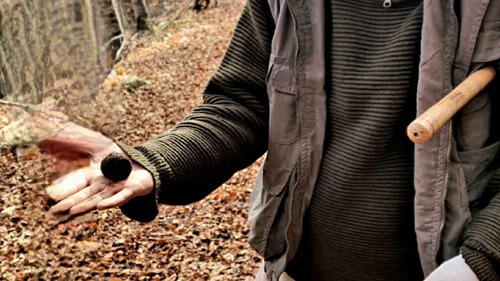 Una persona sosteniendo un bastón en un bosque. 4