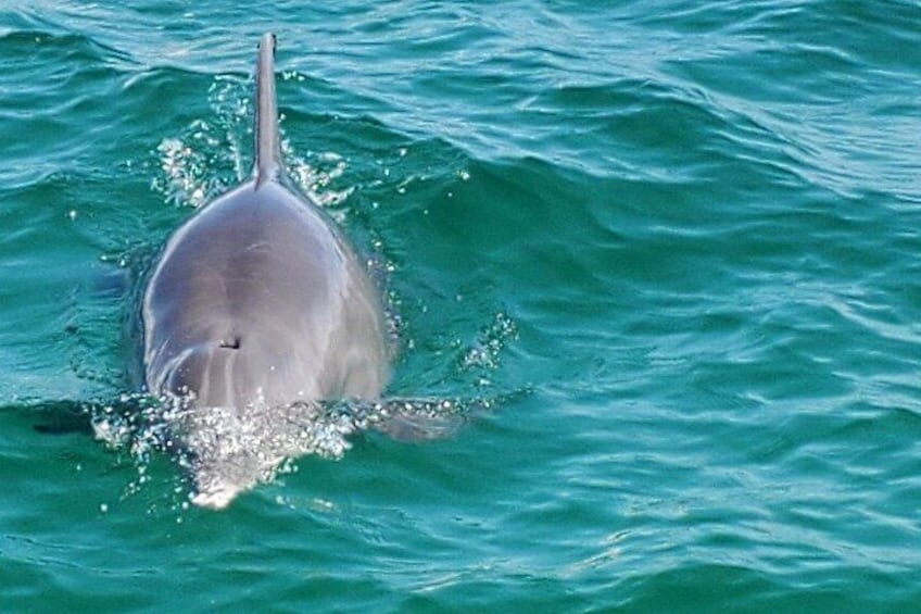Ein Delfin schwimmt im Meer. 4