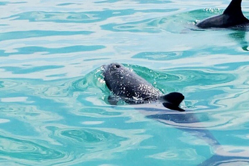 Ein Delfin schwimmt in klarem, blauem Wasser. 2