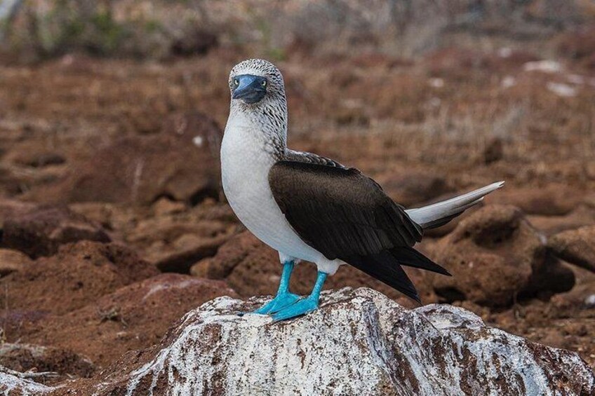 A bird with blue feet standing on a rock. 2