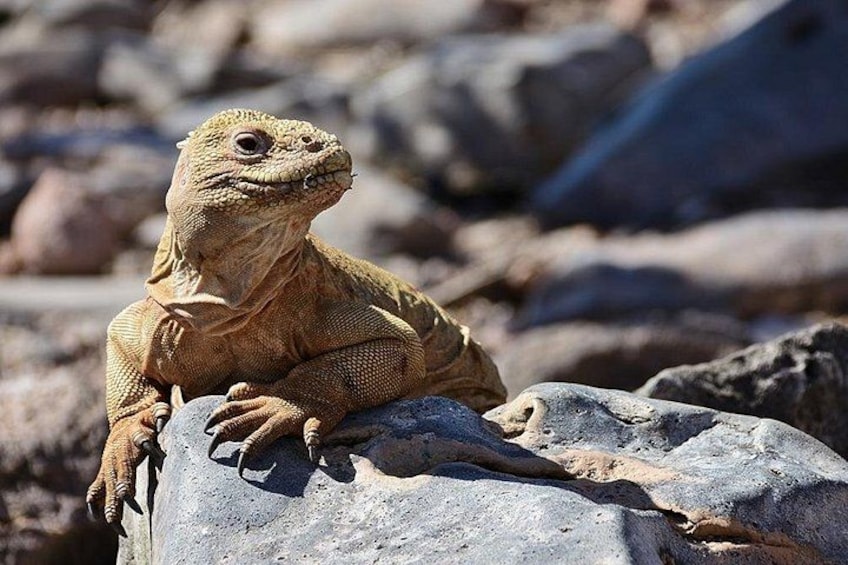 Un lézard sur un rocher. 1