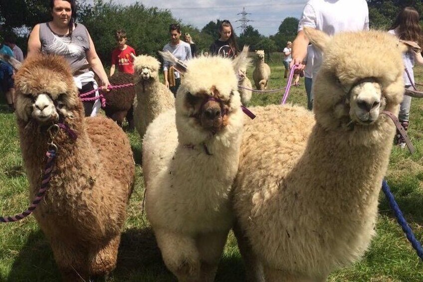 2-Hour Alpaca Farm Experience in Kenilworth