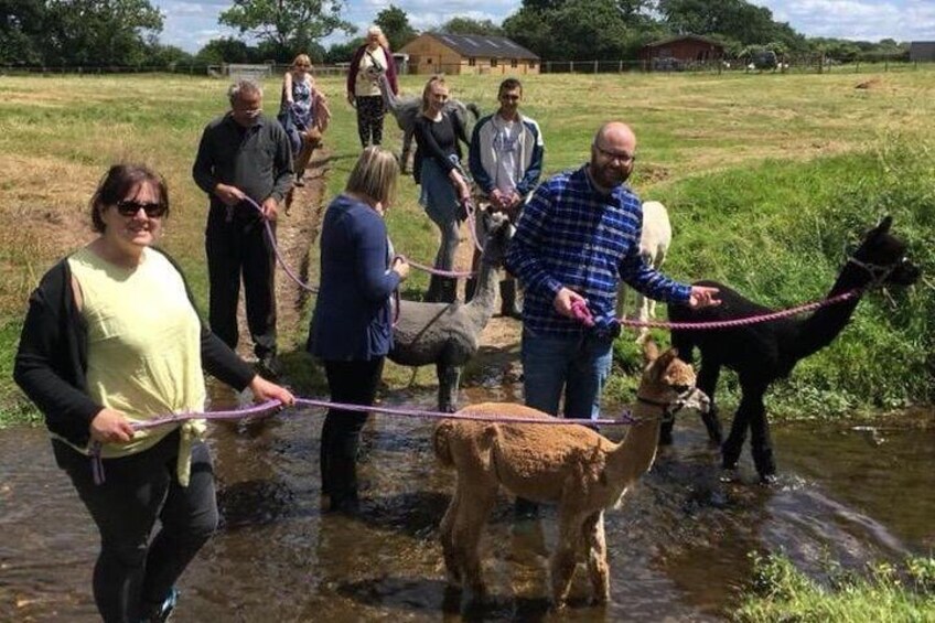 2-Hour Alpaca Farm Experience in Kenilworth