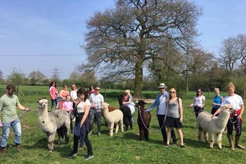 2-Hour Alpaca Farm Experience in Kenilworth