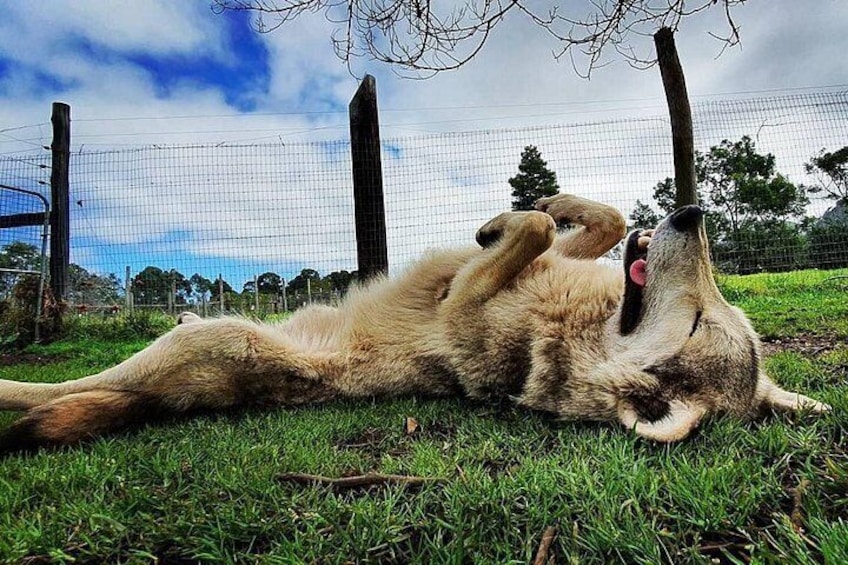 Two kangaroos lying on grass with a fence and trees in the background. 2