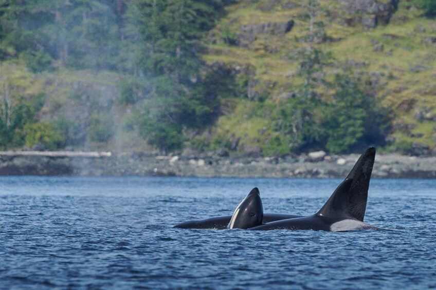 Deux baleines nagent dans l’océan, avec une côte boisée en arrière-plan. 2