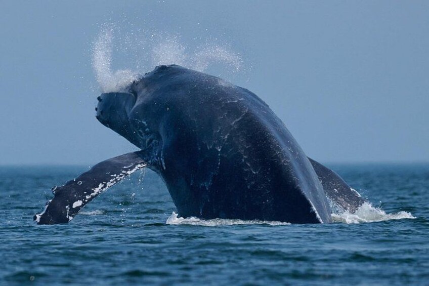 A whale breaching the ocean surface. 4
