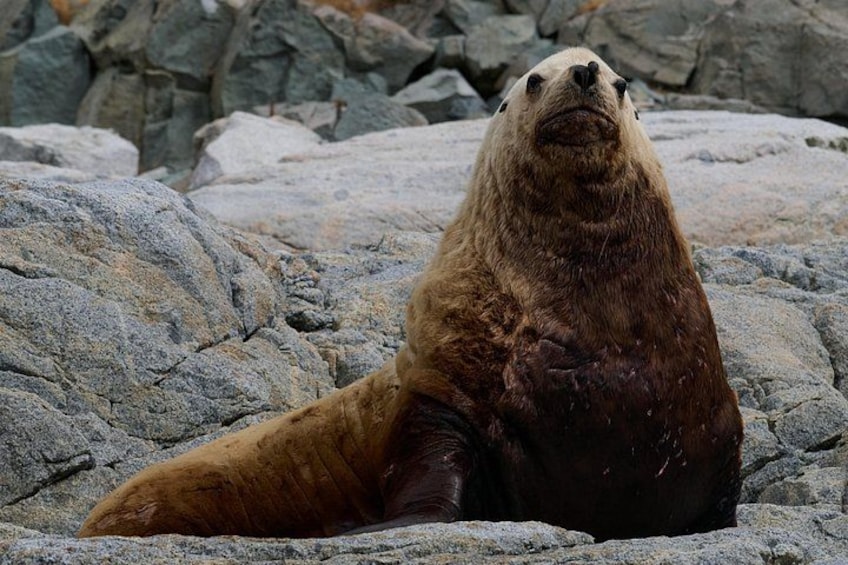 A seal resting on rocks. 2