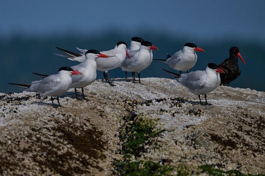 A group of birds on a rocky shore with the ocean in the background. 5
