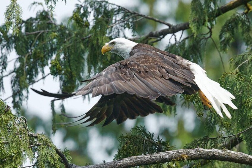 An eagle in flight with outstretched wings, perched on a branch surrounded by green foliage. 3