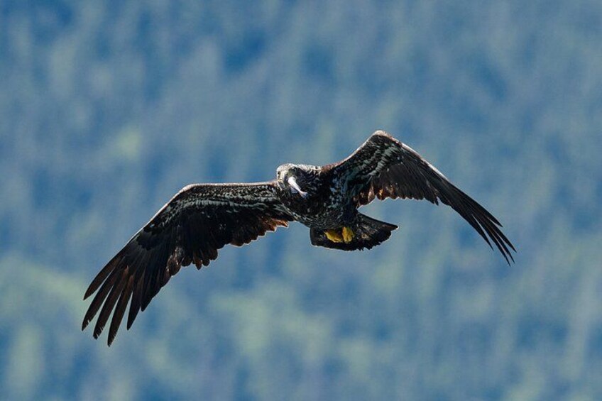 A bird of prey in flight against a blurred natural background. 2