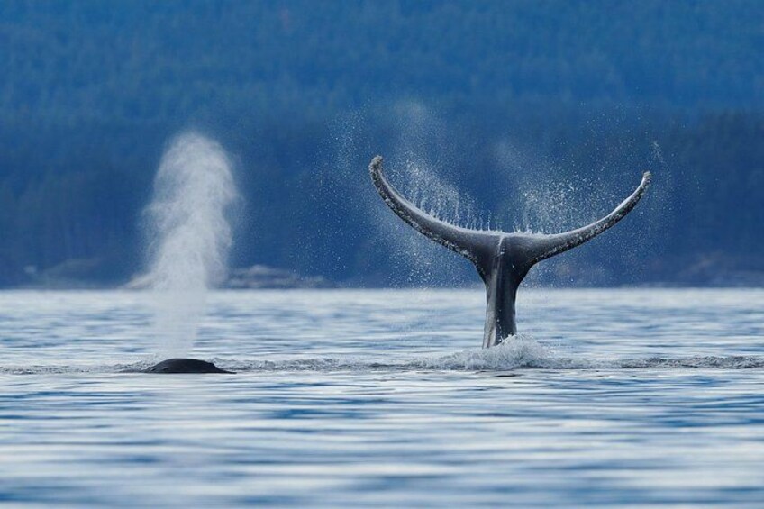 A whale's tail breaching the water, creating a splash. 1
