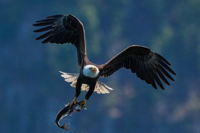 A bald eagle in flight with a fish in its talons. 3