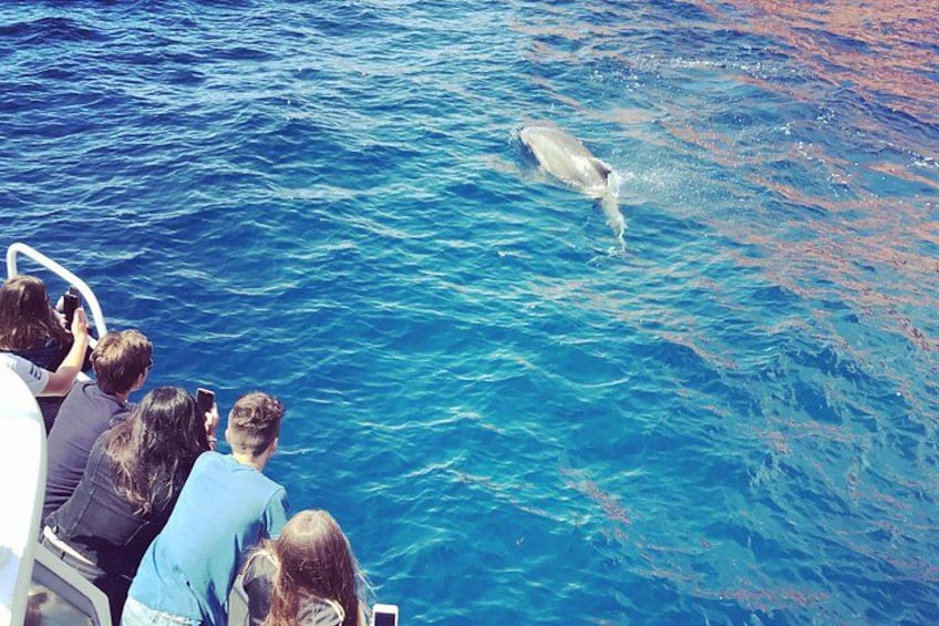 A group of people on a boat observing a dolphin in the water. 3