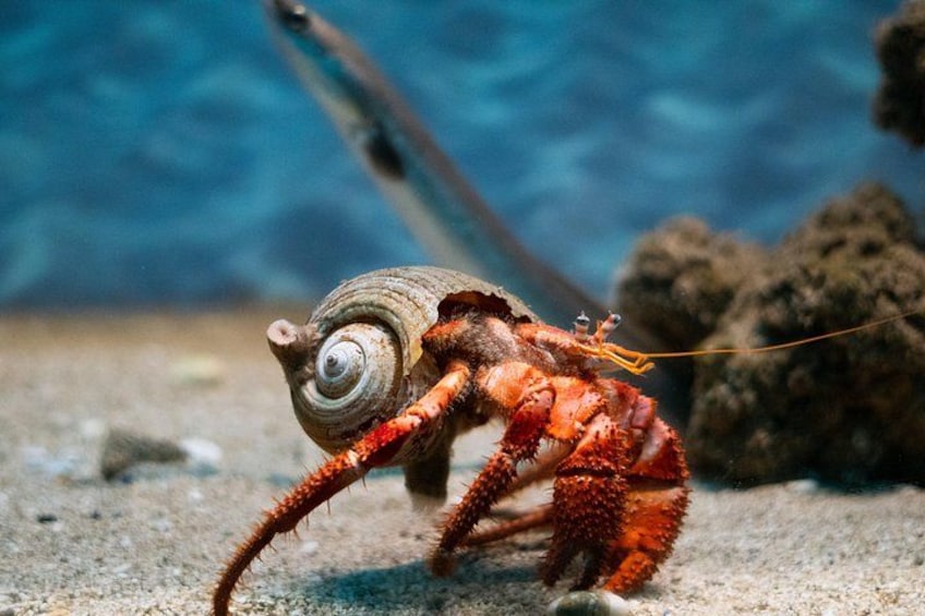 Corfu Aquarium Ticket with Tour Included 3