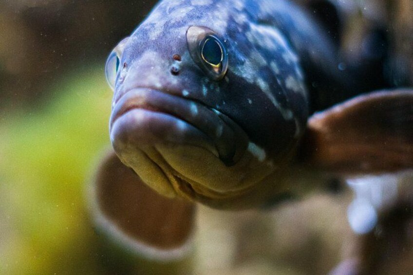 A close-up of a fish with a spotted pattern, large eyes, and a prominent mouth. 4