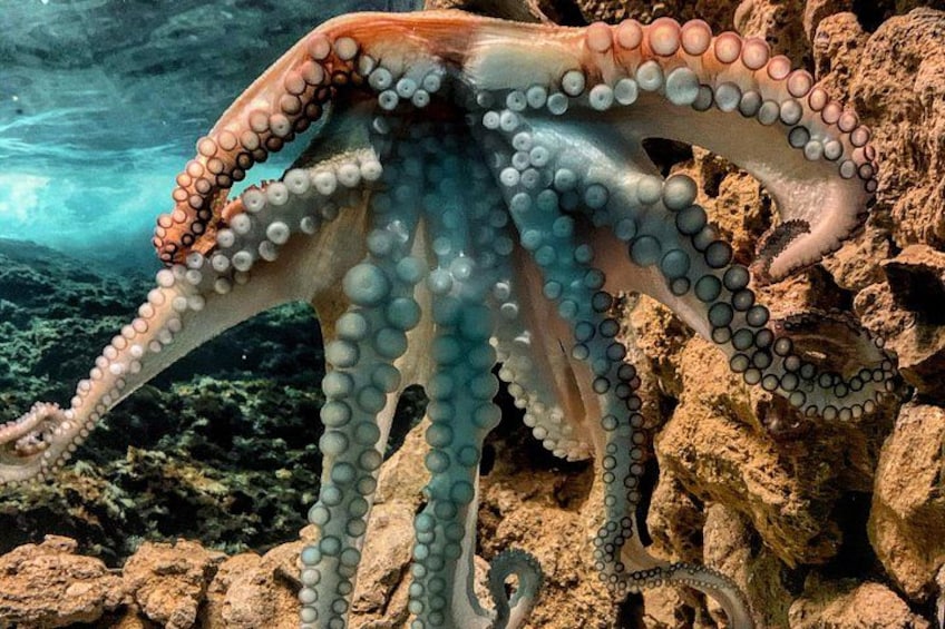 Corfu Aquarium Ticket with Tour Included 2