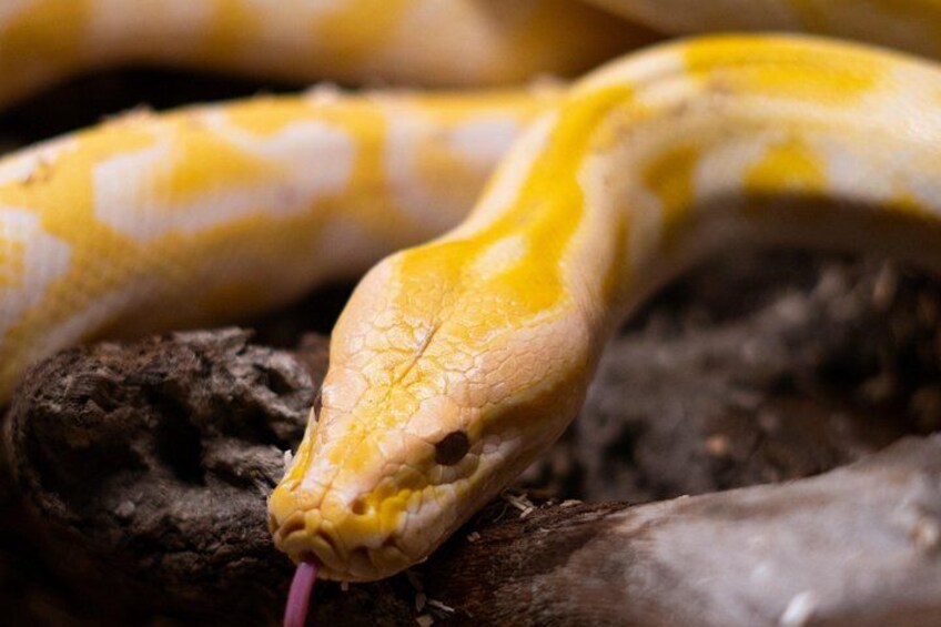 A yellow and white snake on a log. 2
