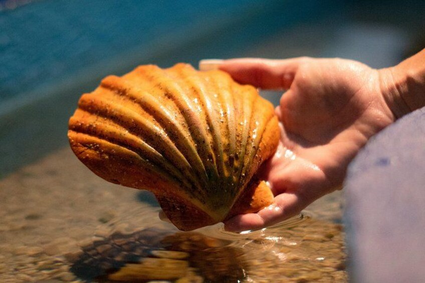 A hand holding a shell. 5