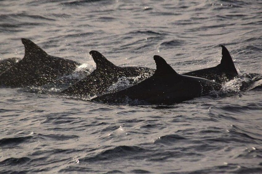 Trois orques nageant dans l’océan. 3