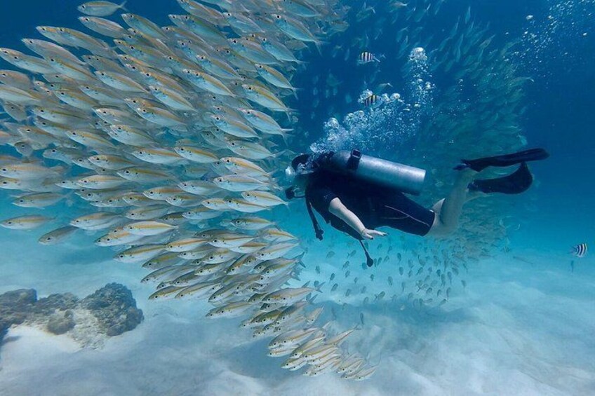 A diver surrounded by a school of fish, underwater. 3