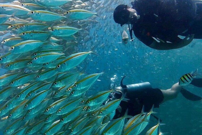 A diver surrounded by a school of fish, with a clear blue underwater environment. 2