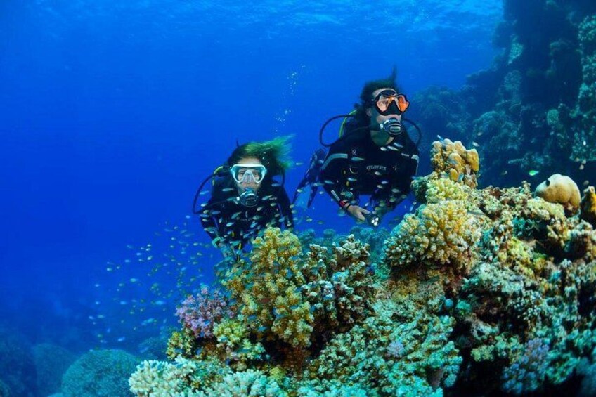 Two scuba divers exploring a vibrant coral reef with diverse marine life. 1