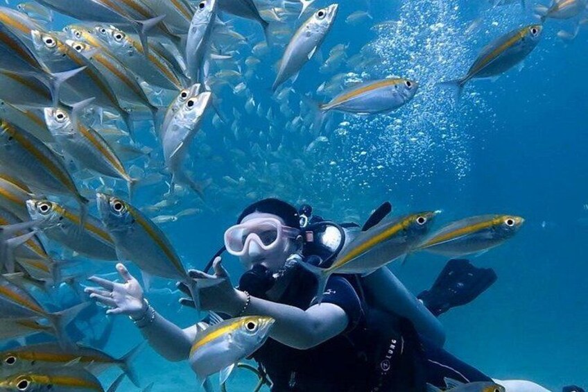 A diver surrounded by fish in clear blue water. 3