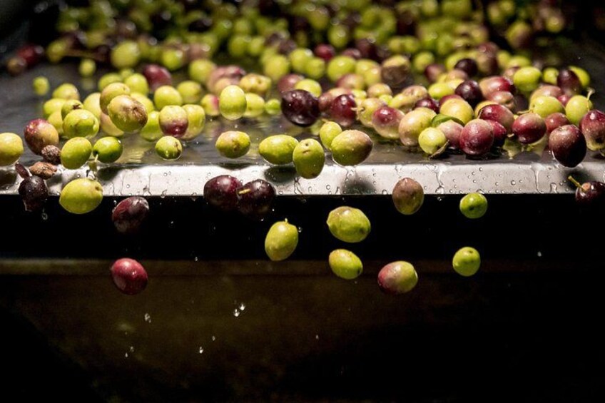 Olive Oil Tour Visit to the oil mill and olive oil tasting 4