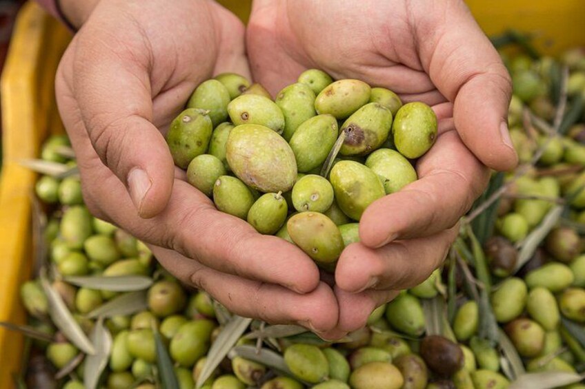 Olive Oil Tour Visit to the oil mill and olive oil tasting 5