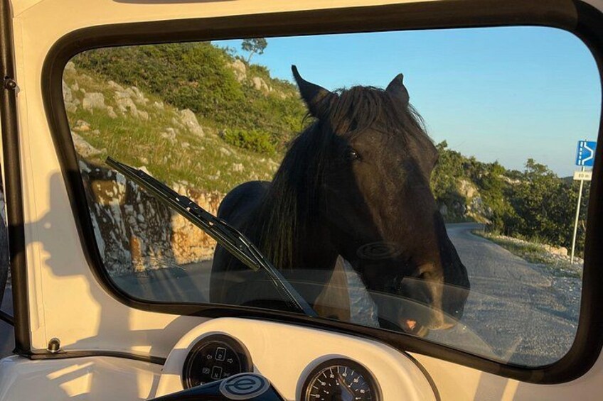A horse in a vehicle's side mirror. 4