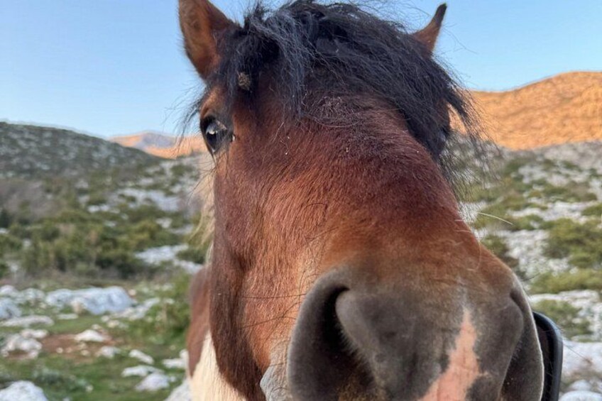 A close-up of a horse's head with a mountainous background. 3