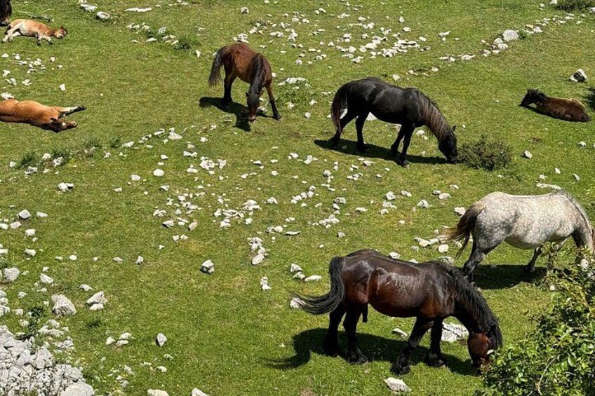 A grassy field with horses grazing. 3