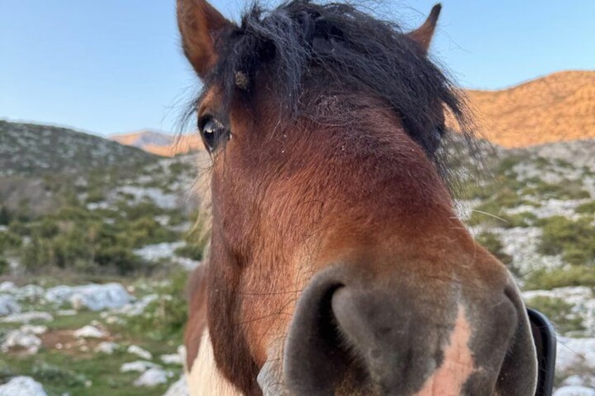 A close-up of a horse's nose and mouth. 3
