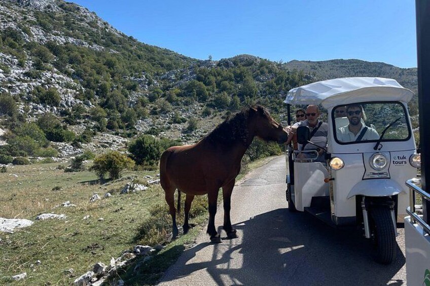 Makarska: Skywalk Tour with a Tuk Tuk - Skip the line ticket 5