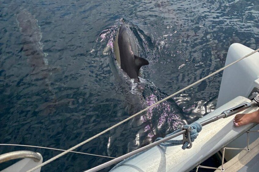 Dolphin trips on a catamaran 5