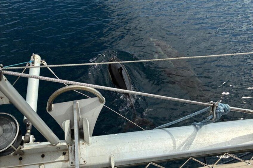 Dolphin trips on a catamaran 2