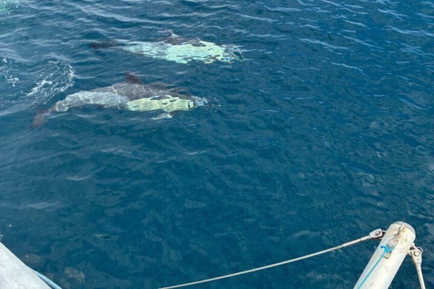Dolphin trips on a catamaran 4