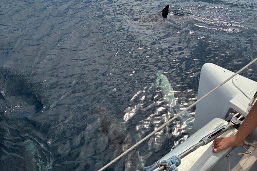 Dolphin trips on a catamaran 3