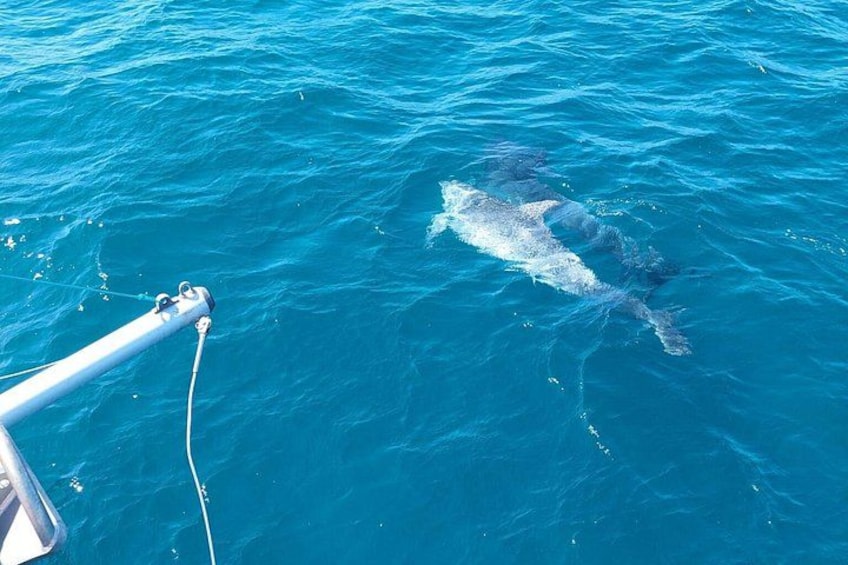 Dolphin trips on a catamaran 1