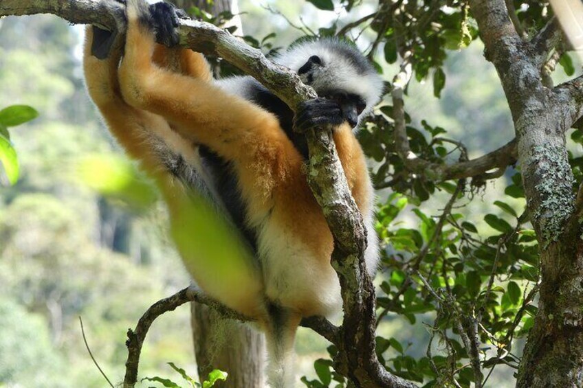 12 Days Private Tour in Eastern Madagascar