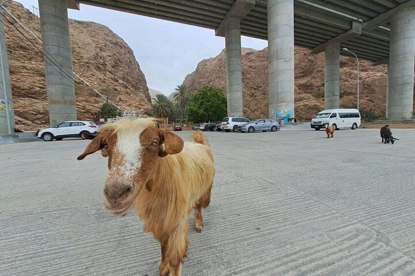 Una cabra en un estacionamiento con montañas al fondo. 2